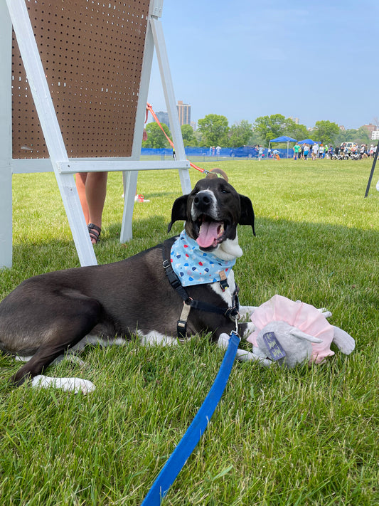 red, white, & cool • reversible